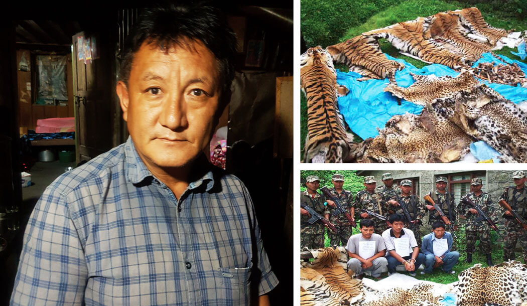 Six Notorious Tiger Poachers Have Been Caught in the Act — Species Unite