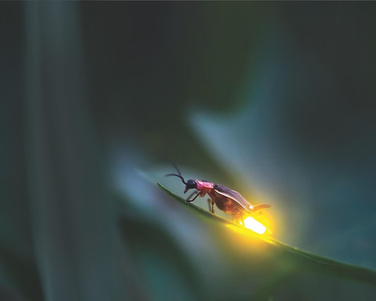 Finding Fireflies and Glow Worms in the Blue Mountains