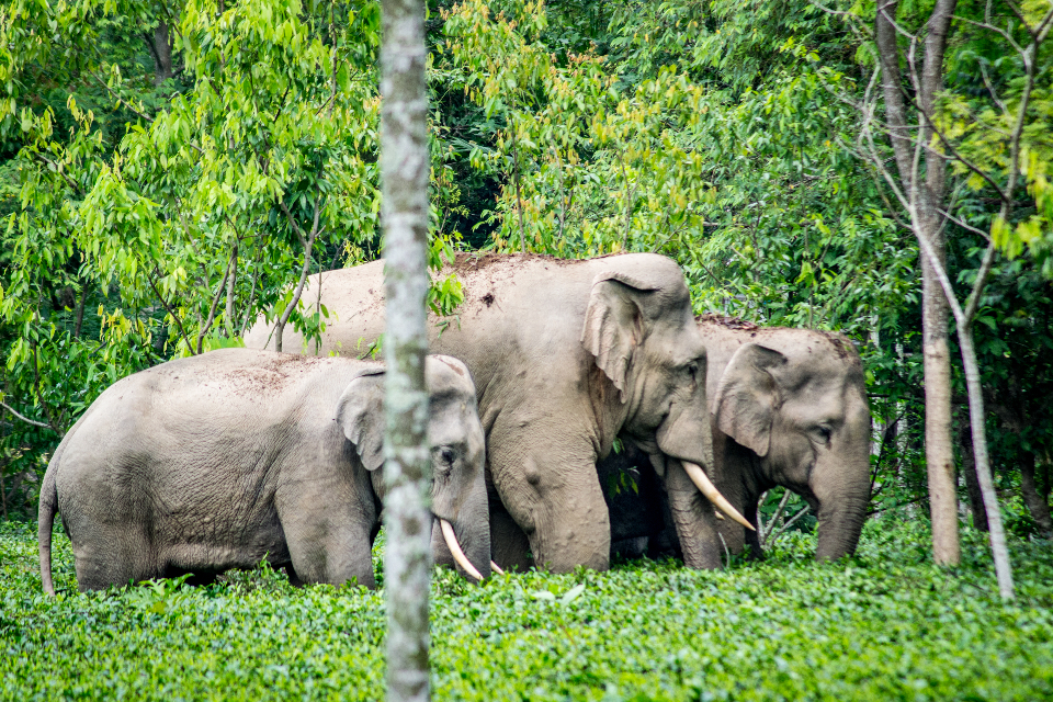 essay about elephant in nepali